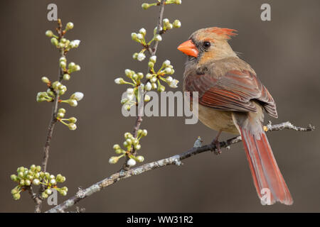 Il cardinale Nord Foto Stock