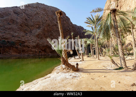 Alberi di palma da un piccolo stagno di Wadi Fusc, Oman, Medio Oriente Foto Stock