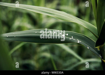 Gocce di acqua sulle foglie verdi nella foresta. Foto Stock
