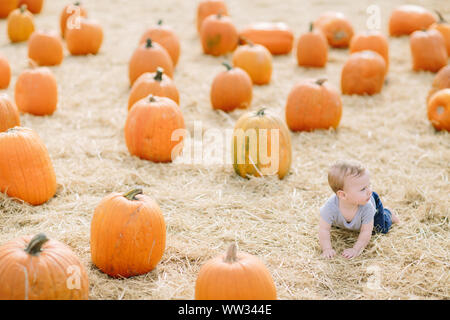 Bimbo gattona in zucca patch Foto Stock