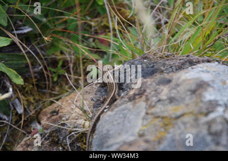 Skink comune lucertola. Te Araroa Trail. Takitimu via. Southland. Isola del Sud. Nuova Zelanda Foto Stock