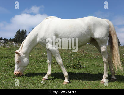 Young white albino cavallo al pascolo di erba verde in prato in montagna