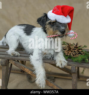 Piccolo cane sta tenendo un candy cane nella sua bocca davanti a sfondo marrone ed è situata su di una slitta Foto Stock