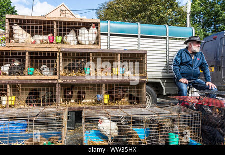 Glenties, Contea di Donegal, Irlanda. 12 settembre 2019. Varietà di polli in vendita presso la fiera annuale della vendemmia. La fiera è la più grande del suo genere in Irlanda e la strada principale N56 attraverso la città è chiusa per il giorno con diversioni in atto. Foto Stock