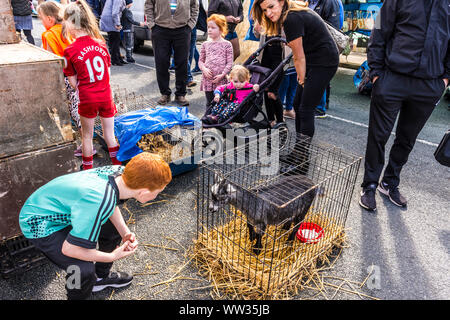Glenties, Contea di Donegal, Irlanda. 12 settembre 2019. Un ragazzo guarda nella gabbia di una capra, o capretto, per la vendita all'annuale Harvest Fair. La fiera è la più grande del suo genere in Irlanda e la strada principale N56 attraverso la città è chiusa per il giorno con diversioni in atto. Foto Stock