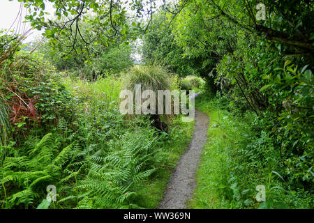 Maggiore Tussock-carici (Carex paniculata), Superiore Mori e Porth Hellick Piscina Sentiero Natura, St. Mary's, isole Scilly, Cornwall, Regno Unito Foto Stock