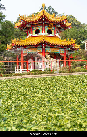 Taipei, Taiwan: fresche foglie di tè sparse sulla terra di fronte ad un tempio cinese ad asciugare al sole estivo. Tradizionale per la preparazione di tè Foto Stock