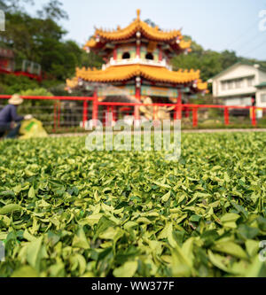 Taipei, Taiwan: fresche foglie di tè sparse sulla terra di fronte ad un tempio cinese ad asciugare al sole estivo. Tradizionale per la preparazione di tè Foto Stock