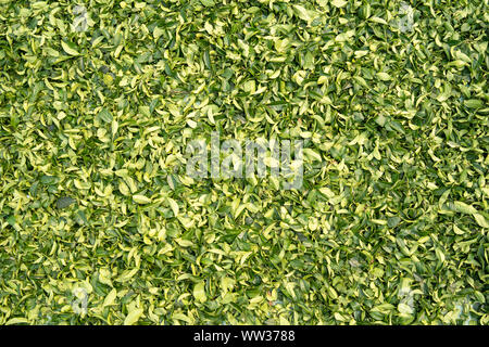 Fresche foglie di tè sparse sul terreno per asciugare sotto il sole estivo di Taiwan. Tradizionale e Oolong tè verde l'elaborazione Foto Stock