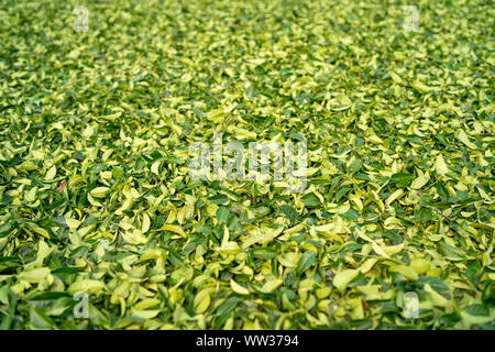 Fresche foglie di tè sparse sul terreno per asciugare sotto il sole estivo di Taiwan. Tradizionale e Oolong tè verde l'elaborazione Foto Stock