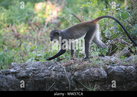 Immaturo Blue Monkey (Cercopithecus albogularis) a Diani Beach, Kenya Foto Stock