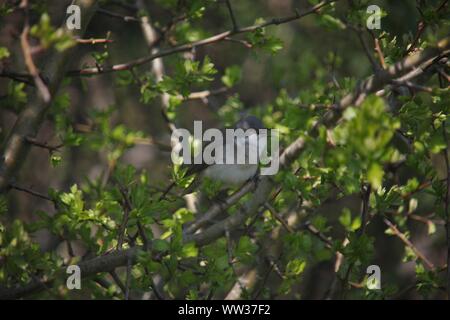 Lesser Whitethroat (Sylvia curruca) in corrispondenza di un luogo di woody vicino a Wilhelmshaven, Germania Foto Stock