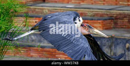 Il marabou stork, Leptoptilos crumenifer uccello della famiglia cicogna Ciconiidae. Cicogne uccelli in cattività. Bioparco, Valencia, Spagna, 2019. Foto Stock