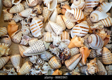 Tarpon Springs, in Florida Seaport, USA, greco tradizionale industria in spugna Foto Stock