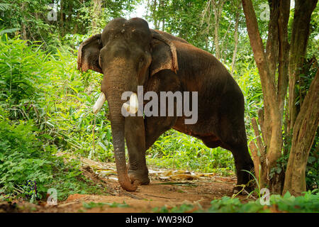Elefante asiatico - Elephas maximus nella giungla tailandese, anche chiamato elefante asiatico, solo le specie viventi di Elephas, distribuiti da India, Nepa Foto Stock