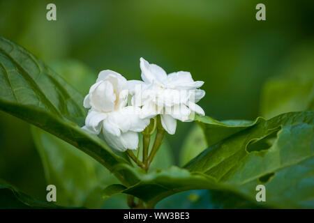 Fiore di gelsomino Foto Stock