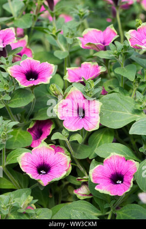 Designer di petunia Buzz fiori viola. Foto Stock
