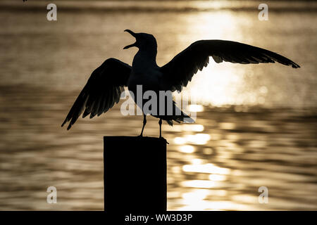 Seagull squaking sul molo, Cape Cod, Massachusetts, STATI UNITI D'AMERICA. Foto Stock