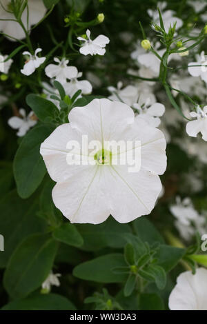 La Petunia fanfara fiore bianco. Foto Stock
