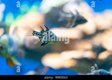 Sphaeramia orbicularis, orbiculate cardinalfish - Pesci di mare Foto Stock