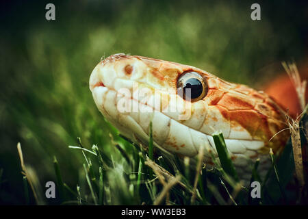 Curioso snake in erba guardando nella telecamera Foto Stock
