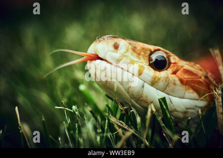 Curioso snake in erba cercando nella fotocamera con la lingua di fuori Foto Stock