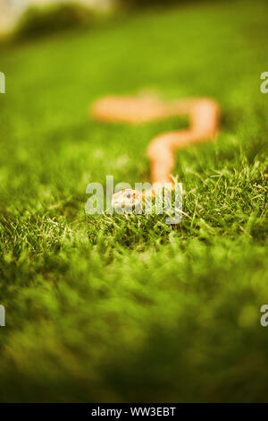 Curioso il serpente strisciando in erba Foto Stock