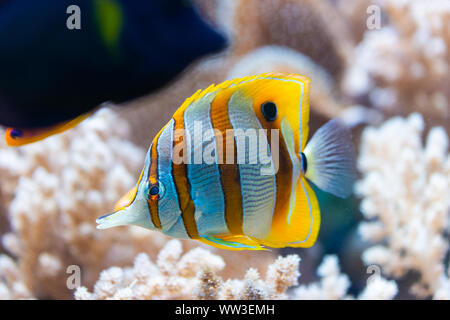 Chelmon rostratus (Copperband Butterflyfish) - colorati pesci di mare Foto Stock