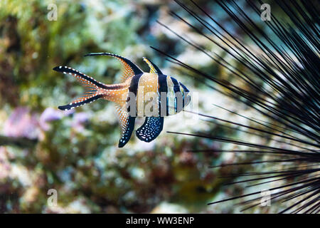 Pterapogon kauderni - Banggai cardinalfish - Pesci di mare Foto Stock