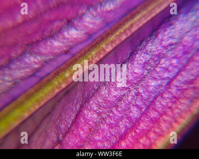 Un colorato closeup fotografia macro di un integro bud-fiore di un rosa orientali lily( stargazer) lilium orientalis Foto Stock