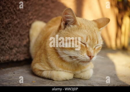 Lo zenzero gatto dorme all'aperto in estate gaden soleggiato. Foto Stock