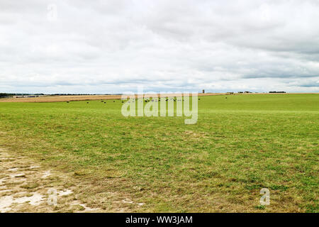 Mandria di mucche che pascola erba in distanza sui pascoli che circondano Stonehenge, prima di una tempesta in arrivo Foto Stock