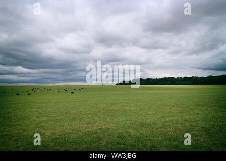 Bestiame che pascolano su verdi e infinite pianure erbose che circondano Stonehenge, sotto il cielo nuvoloso e la tempesta estiva in arrivo Foto Stock