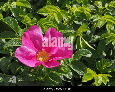 Rosa luminoso Rugosa rosa (Rosa Rugosa) o 'stropicciata' rose con contrasto vivido verde fogliame in una piantatrice a Anstruther, East Neuk, Fife, Scozia, Regno Unito Foto Stock