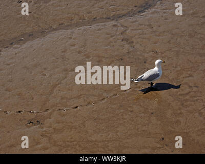 Aringa Gabbiano (Larus argentatus) in forte sunshine getta un ombra come rende le vie vagare nel fango del porto a Anstruther,East Neuk,Fife, Scozia, Regno Unito Foto Stock