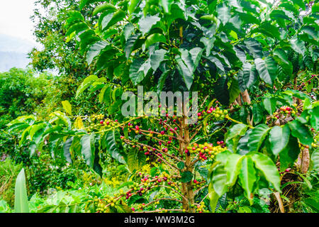 Vista su rosso e verde caffè organico frutti sui rami accanto a villgae Jardin, Colombia Foto Stock