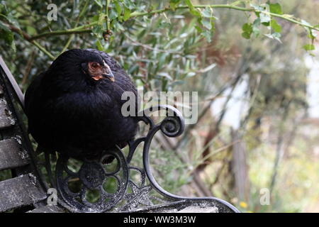 Gallina di nero seduta sul braccio di un banco rustico Foto Stock