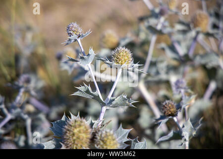 Eryngium maritimum, Mare Holly thistle Foto Stock