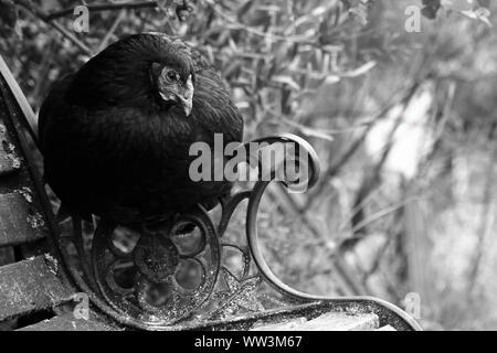 Foto in bianco e nero della gallina seduta sul braccio di un banco rustico Foto Stock