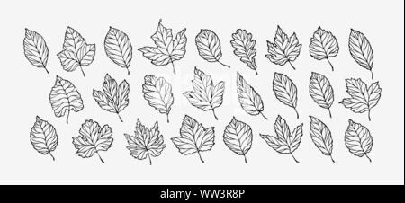 Set di foglie autunnali. Illustrazione vettoriale dello schizzo disegnata a mano Illustrazione Vettoriale