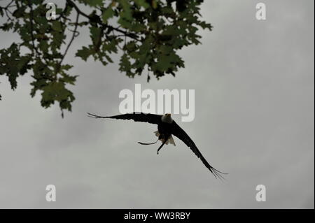 Weisskopfseeadler a Burg und Festung Regenstein Foto Stock