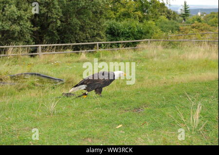 Weisskopfseeadler a Burg und Festung Regenstein Foto Stock