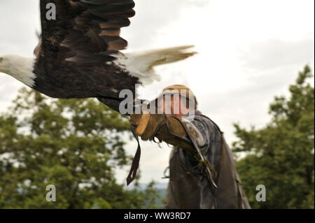 Weisskopfseeadler a Burg und Festung Regenstein Foto Stock