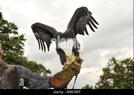 Weisskopfseeadler a Burg und Festung Regenstein Foto Stock