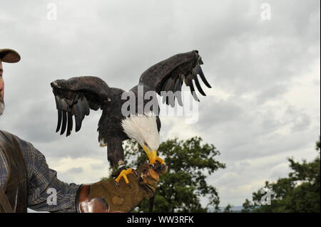 Weisskopfseeadler a Burg und Festung Regenstein Foto Stock