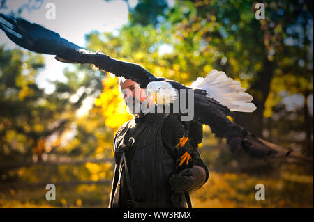 Weisskopfseeadler a Burg und Festung Regenstein;Weisskopfseeadler und sein Falkner.Gli uomini che trasportano un aquila calva sul suo braccio. Foto Stock