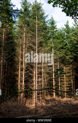 Alberi illuminate dalla luce del sole a secco con rami morti e calvo tronchi di alberi causata dal basso livello delle acque sotterranee e lunghi periodi di siccità Foto Stock