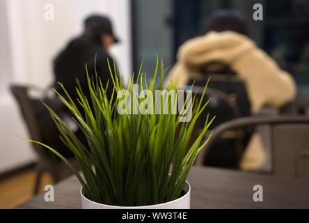 Piante da interni seduto su un tavolo. Le piante portano una grande atmosfera e benefici per la salute non importa quale ambiente interno è coinvolto. Foto Stock