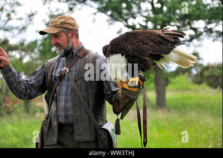 Weissseeadler a Burg und Festung Regenstein Foto Stock