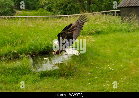 Weissseeadler a Burg und Festung Regenstein Foto Stock